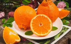 橘子是热性还是凉性 橘子的功效与作用