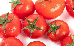 西红柿吃多了有什么坏处 西红柿一天吃多少合适