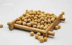 黄豆泡多久可以煮 黄豆的功效与作用