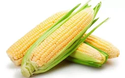 水果玉米可以生吃吗 水果玉米的功效与作用
