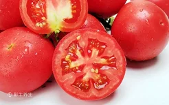 吃西红柿可以减肥吗 西红柿怎么吃才能减肥