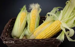 水果玉米减肥可以吃吗 水果玉米的功效与作用