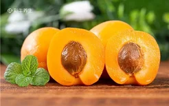 杏子的营养价值和功效与作用 杏子有哪些功效与作用