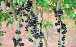 树葡萄的功效与作用 吃树葡萄的好处