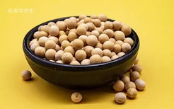 黄豆的营养价值及功效与作用 吃黄豆的好处