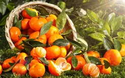 砂糖橘为什么叫杀人橘？砂糖橘吃多了竟会影响健康