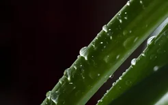 睡前涂芦荟胶过夜好吗 睡前涂芦荟胶过夜的弊端