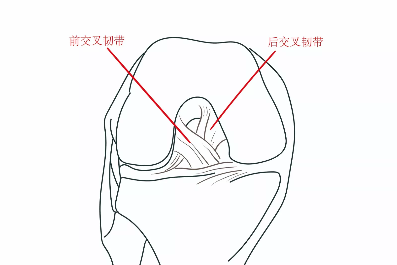 交叉韧带解剖图