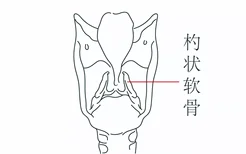 杓状软骨位置图片