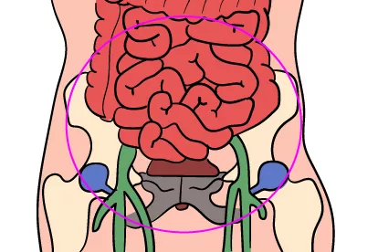 下腹内脏结构图片