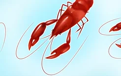小龙虾属于高嘌呤的食物吗 小龙虾属于高嘌呤的食物
