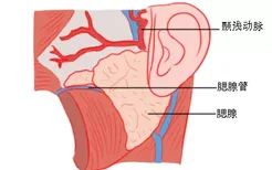 腮腺神经血管解剖图