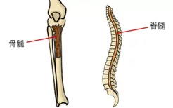 骨髓与脊髓的区别图片