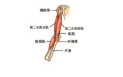 肱骨肌肉附着点图