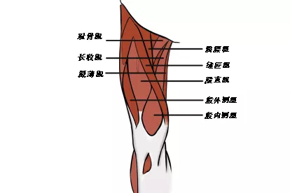 大腿六条经络图