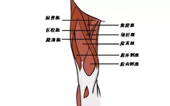 人体大腿六条筋结构图
