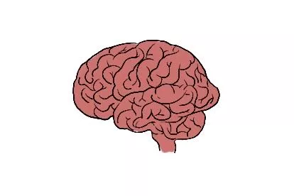 大脑平面图