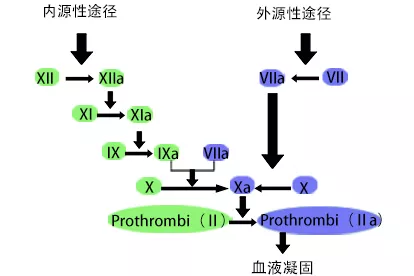 凝血级联反应图