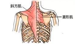 肩膀菱形肌在哪个位置图片