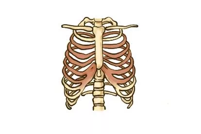 肋骨腋段图片