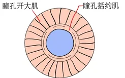 瞳孔括约肌和瞳孔开大肌图片