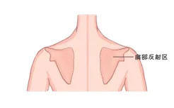 肩部反射区图解