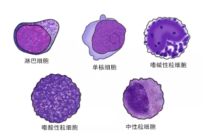 人体的五种细胞图