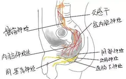 肛门周围神经分布图