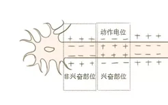 神经冲动在神经纤维上产生和传导的模式图