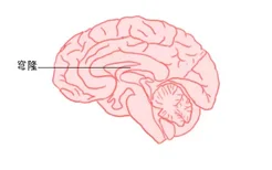 脑穹窿部的位置图片