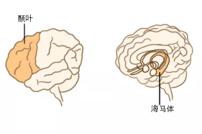 颞叶海马解剖图片