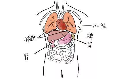 人体脏器分布图