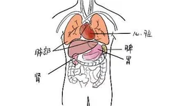 人体脏器分布图