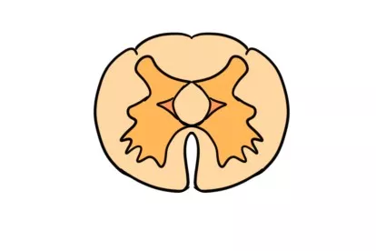 脊髓中央管图片