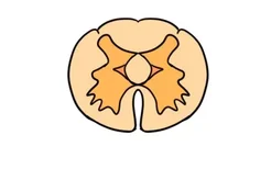 脊髓中央管图片