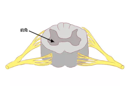 脊髓前角位置图