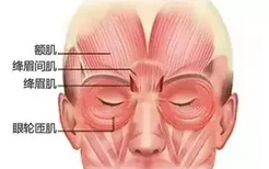 降眉肌的位置图片