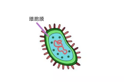 细胞膜图