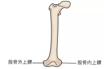 股骨髁图片