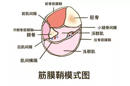筋膜鞘模式图
