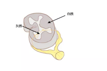 脊髓灰质白质图