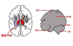 基底节区和放射冠图片