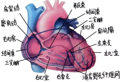 心电传导动图