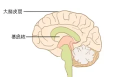 大脑半球内侧面结构图