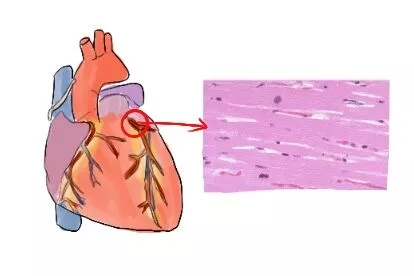 心肌细胞图片