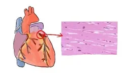 心肌细胞图片
