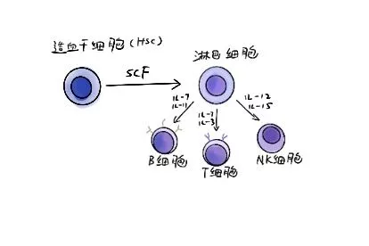 淋巴细胞分化图