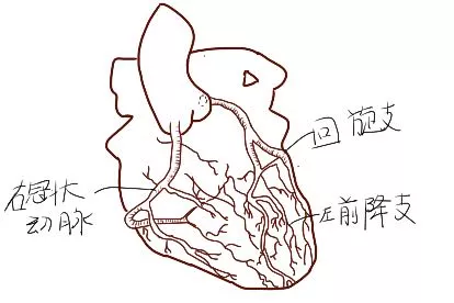 心脏血管手绘图