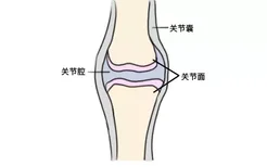 关节面关节囊关节腔图