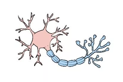 多极神经元图片